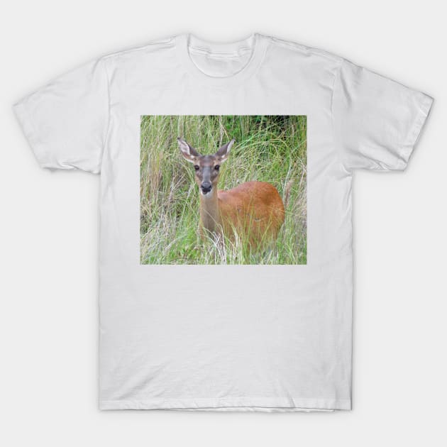 Beautiful Deer T-Shirt by Cynthia48